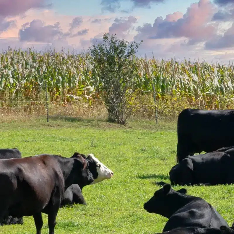 Field with corn and black cows