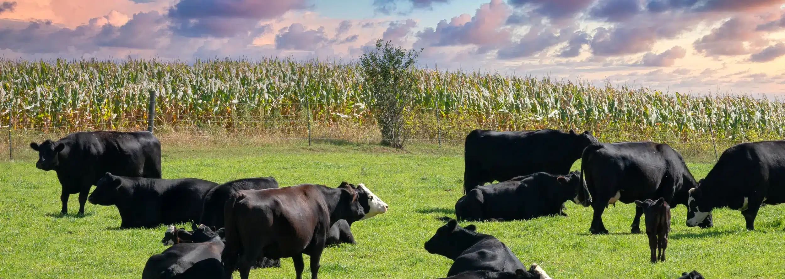 The American Biofuels Maritime Initiative is underway to support U.S. farmers, ranchers, and biofuel producers